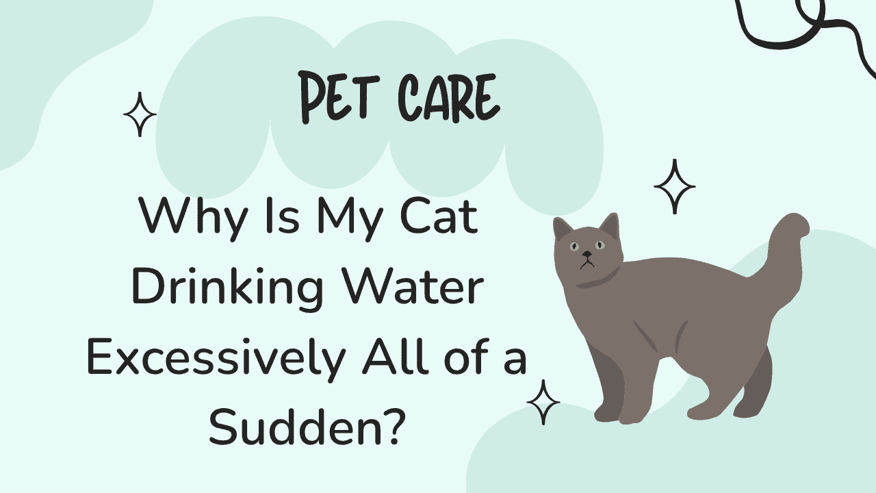 Cat Drinking Water Excessively