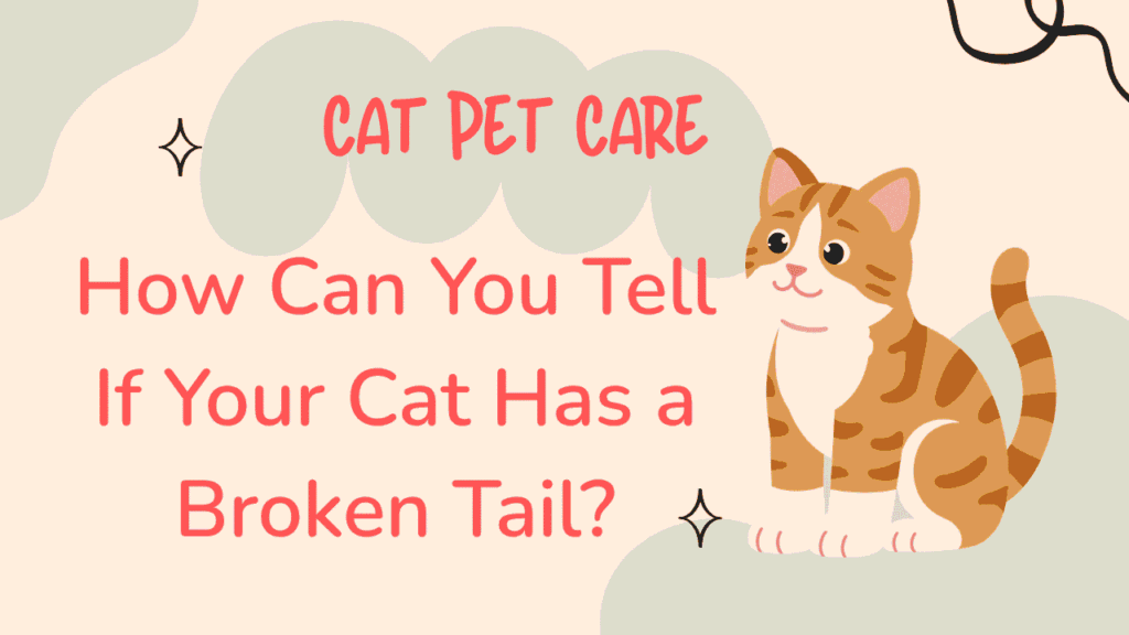 How Can You Tell If Your Cat Has a Broken Tail? 1 Cat Has a Broken Tail