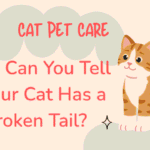 Cat Has a Broken Tail