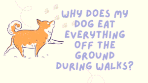 Dog Eat Everything