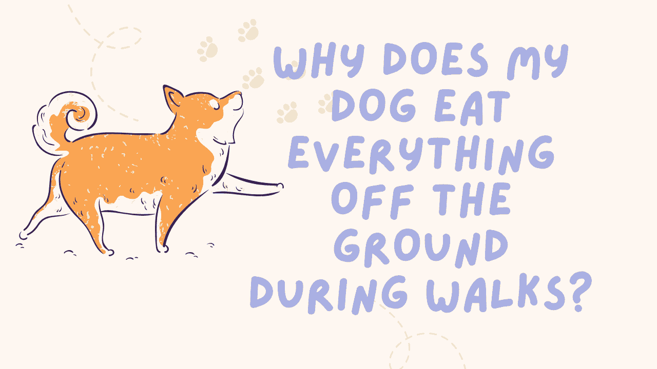 Dog Eat Everything