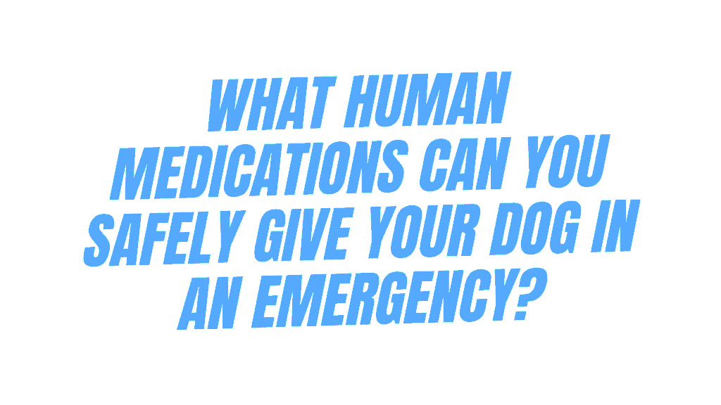 Dog in an Emergency