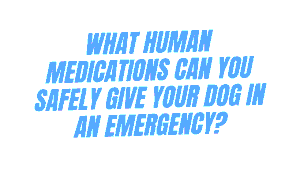 Dog in an Emergency