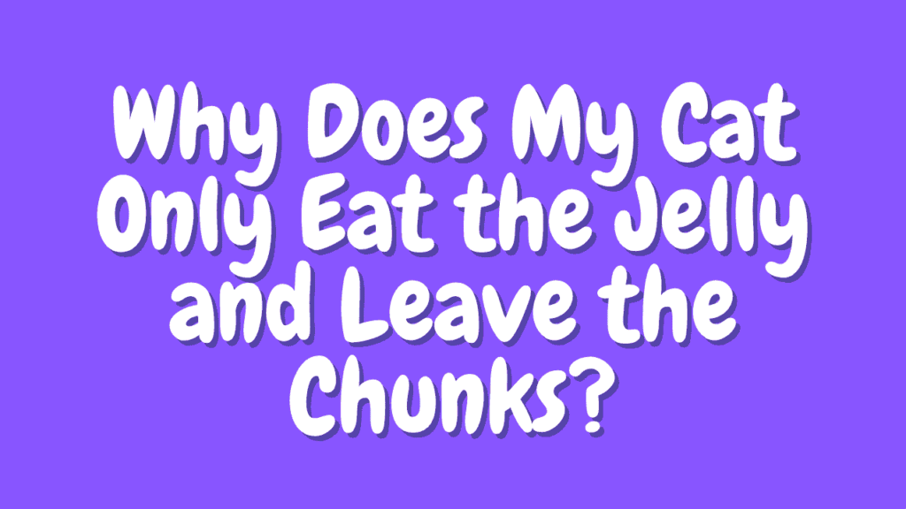 Why Does My Cat Only Eat the Jelly and Leave the Chunks? 1 Why Does My Cat Only Eat the Jelly