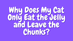 Why Does My Cat Only Eat the Jelly