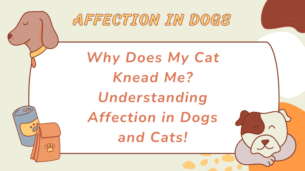 Affection in Dogs