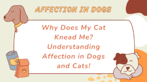 Why Does My Cat Knead Me? Understanding Affection in Dogs and Cats 7 Affection in Dogs