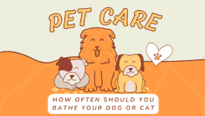 How Often Should You Bathe Your Dog or Cat? The Complete Grooming Frequency Guide 8 Bathe Your Dog