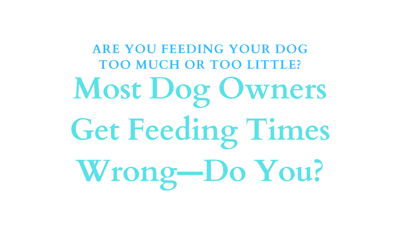 Feeding Your Dog