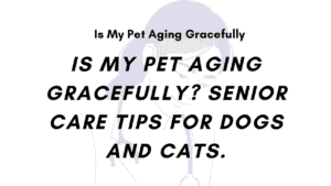 Is My Pet Aging Gracefully? Senior Care Tips for Dogs and Cats 5 Is My Pet Aging Gracefully