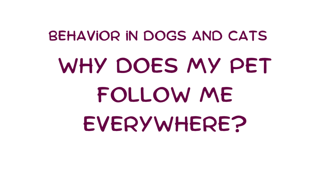 Pet Follow Me Everywhere