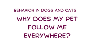 Why Does My Pet Follow Me Everywhere? The Science Behind Shadowing Behavior in Dogs and Cats 3 Pet Follow Me Everywhere