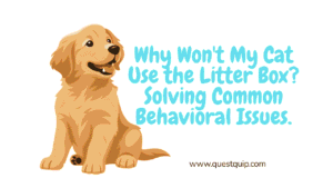 Why Won't My Cat Use the Litter Box? Solving Common Behavioral Issues 5 Why Won't My Cat Use the Litter Box