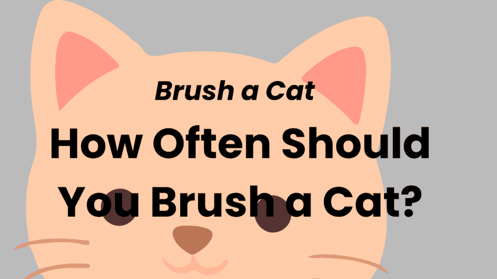 Brush a Cat