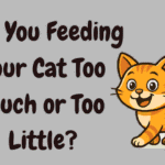 Feed a Cat Each Day