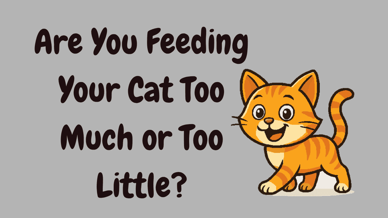 Feed a Cat Each Day