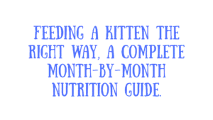 What Should You Feed a Kitten by Age? 2 Feed a Kitten by Age