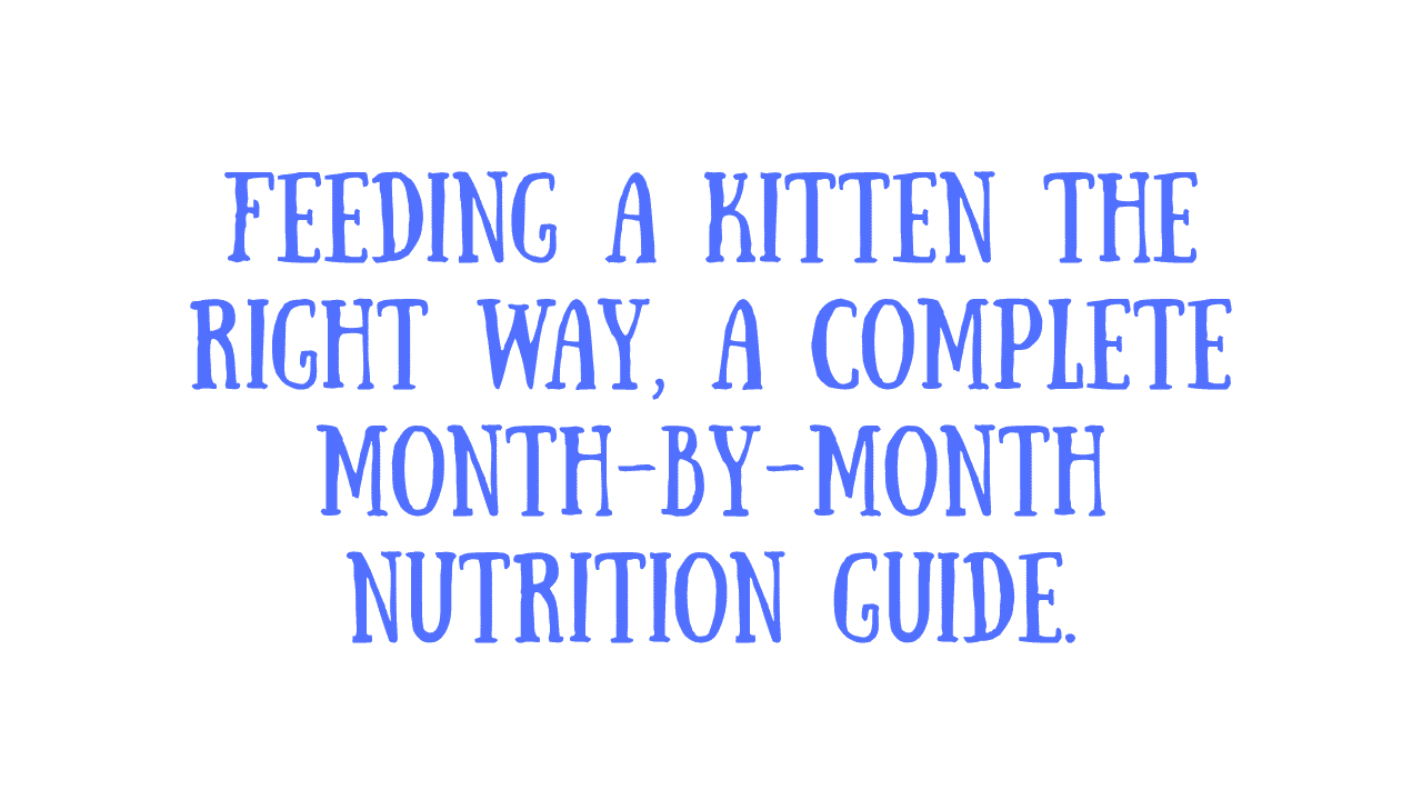 Feed a Kitten by Age