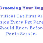 Grooming Your Dog