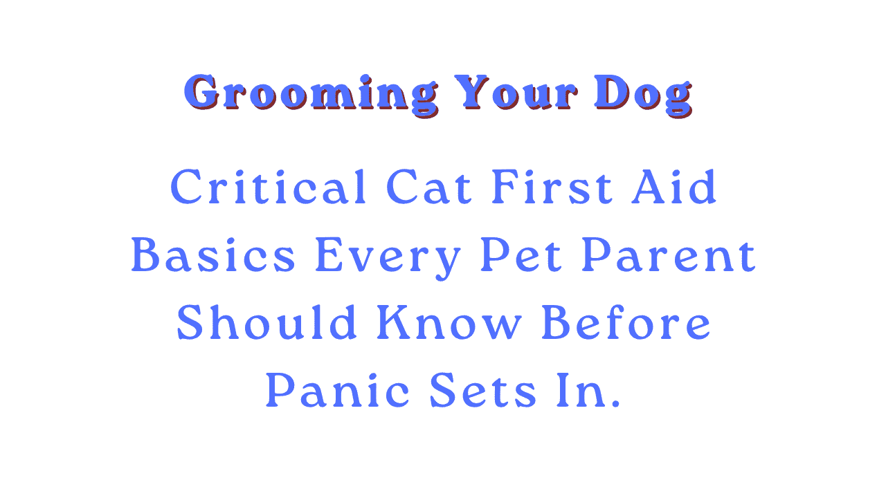 Grooming Your Dog