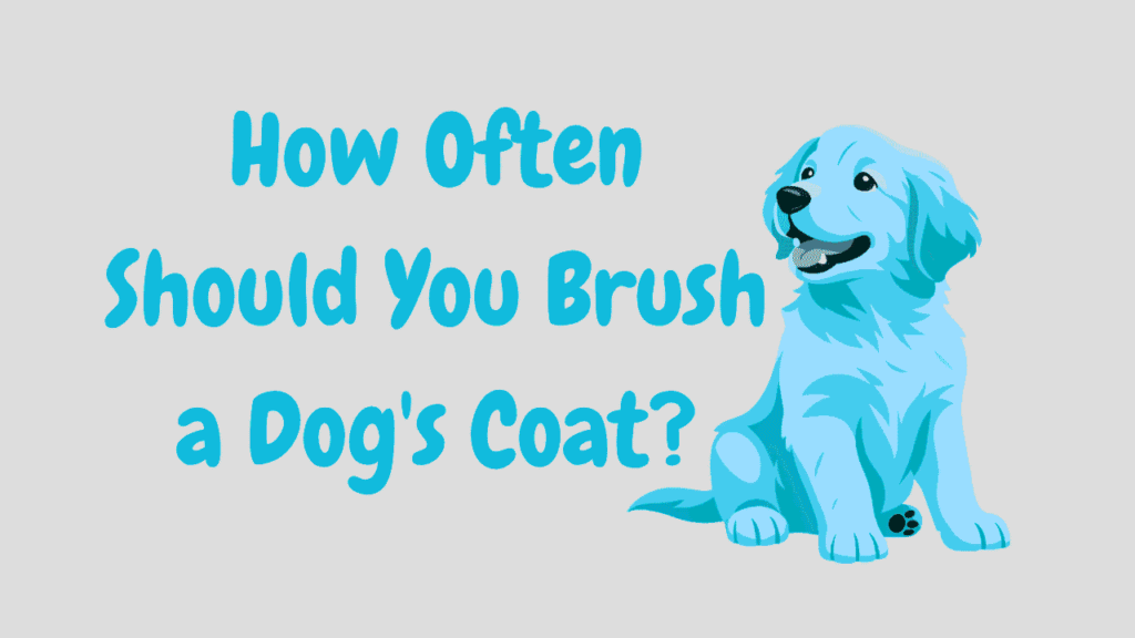 How Often Should You Brush a Dog's Coat