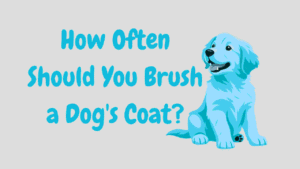 How Often Should You Brush a Dog's Coat