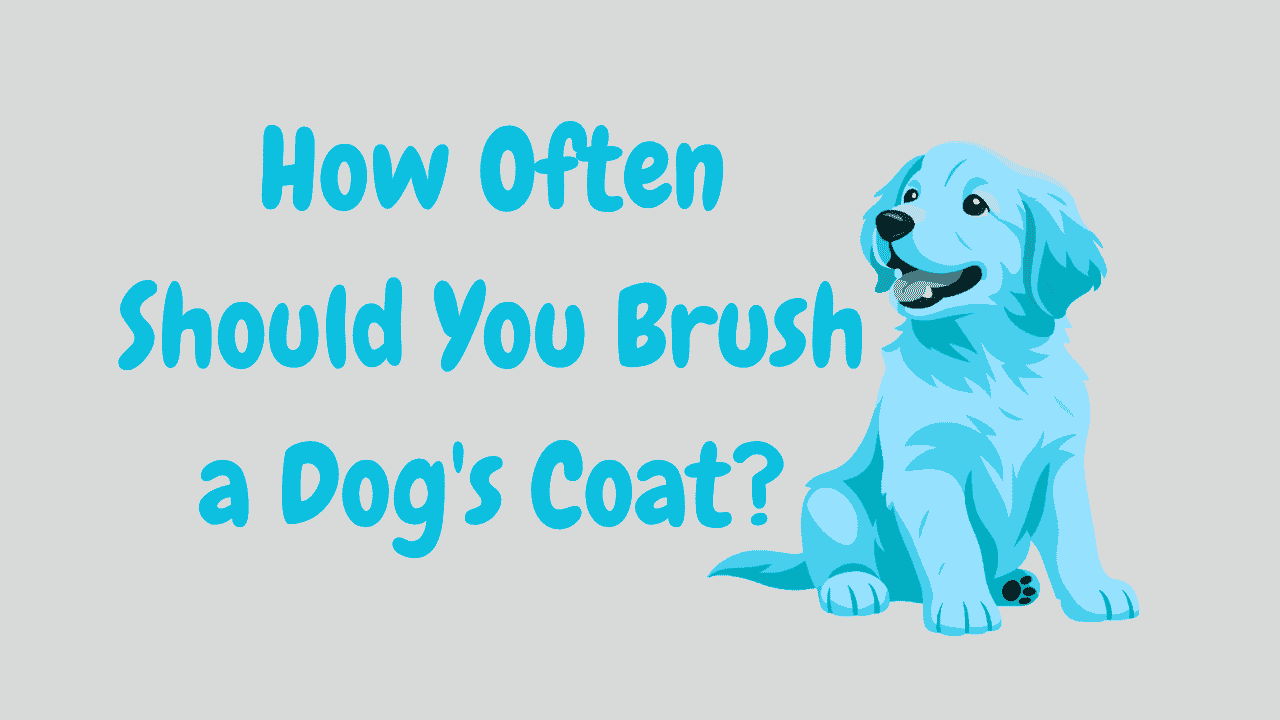How Often Should You Brush a Dog's Coat