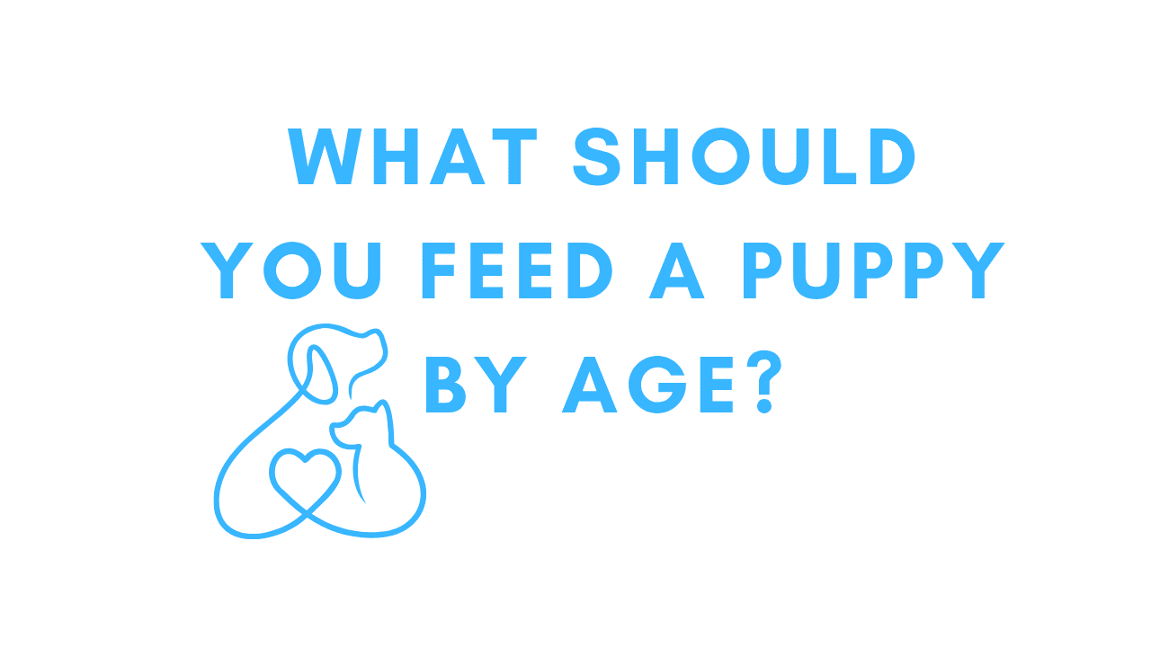 What Should You Feed a Puppy by Age?