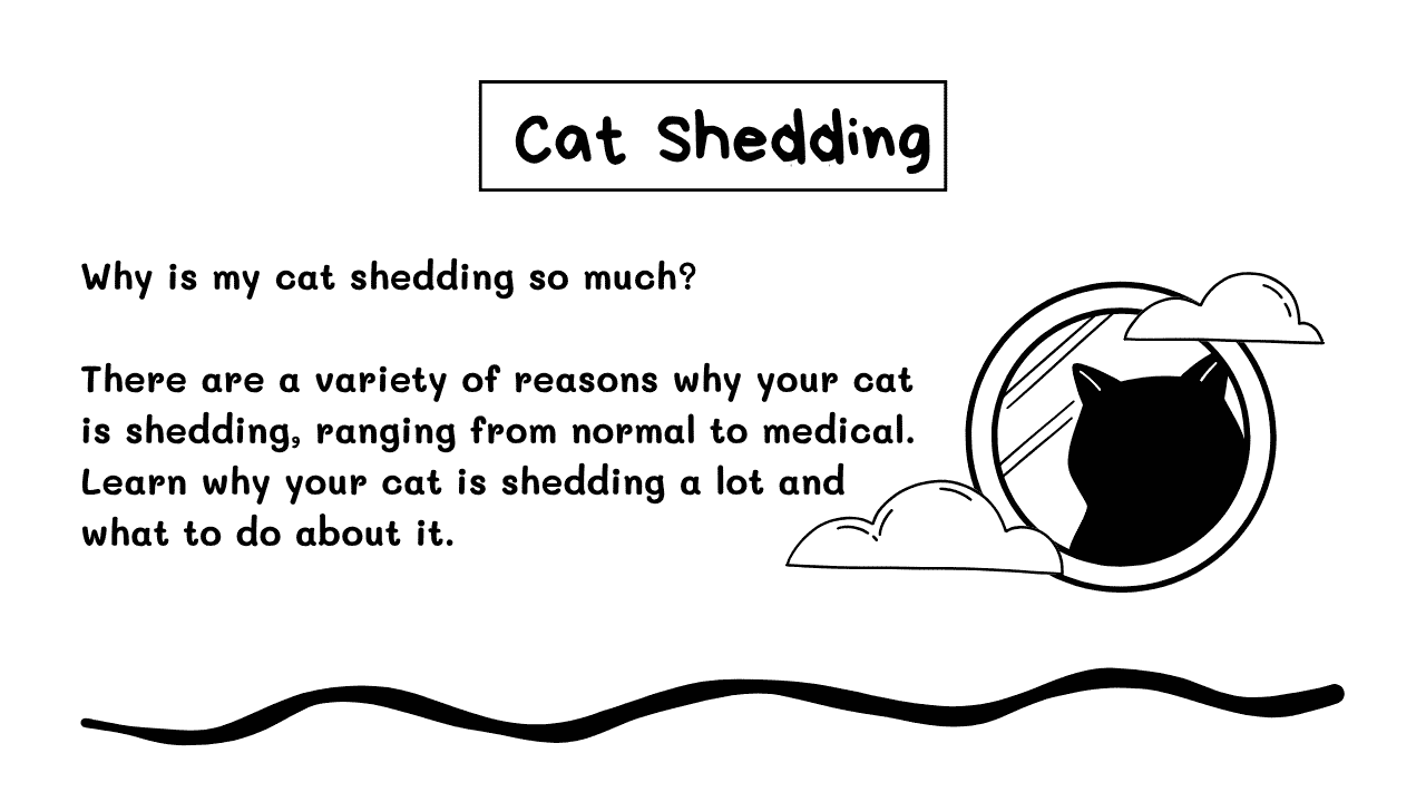 Cat Shedding