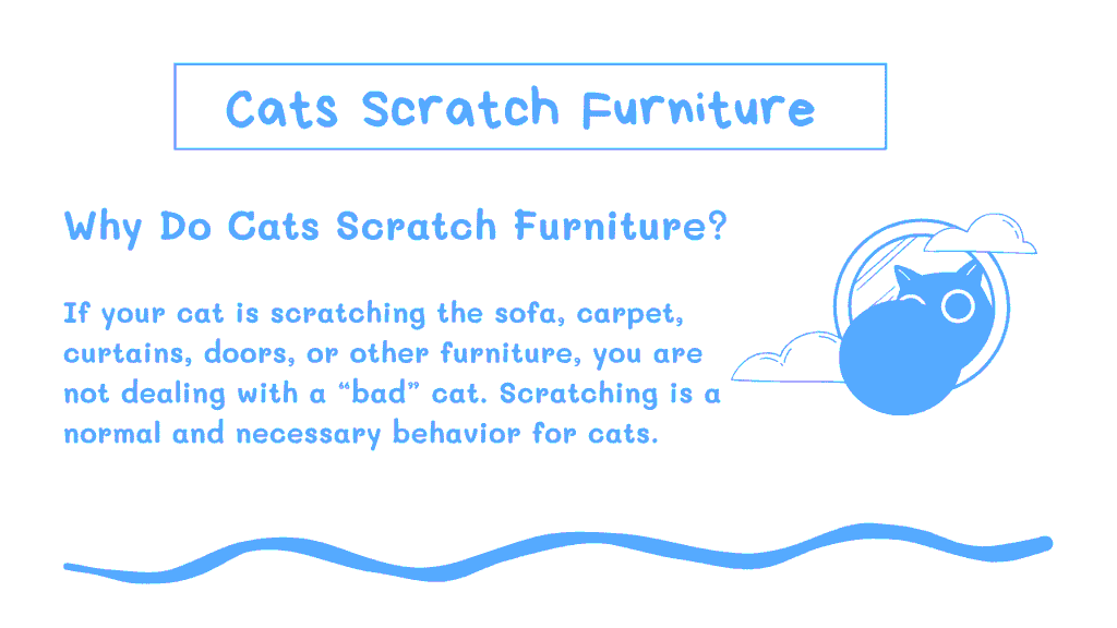 Cats Scratch Furniture