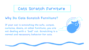 How to Stop a Cat From Scratching Furniture: 15 Effective Solutions 3 Cats Scratch Furniture